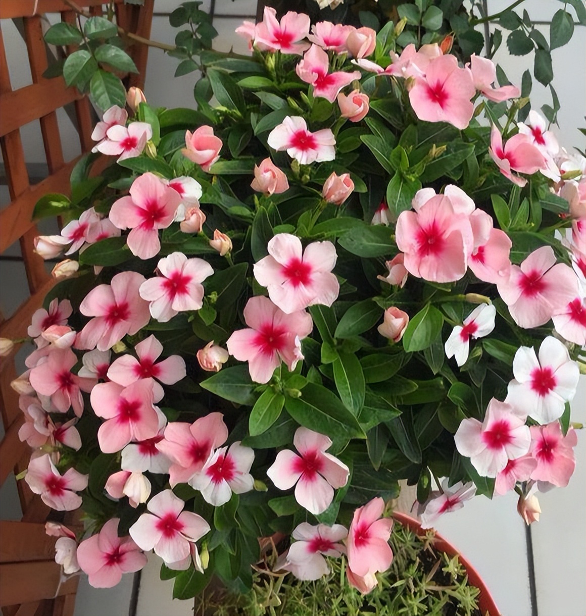 养花不能用大盆，何为大盆？5大类植物“选盆”规则，要学会