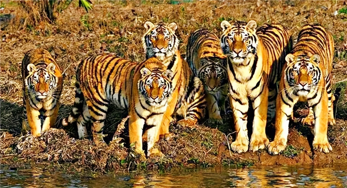 老虎吃过人后真的会被杀掉吗,吃过人的老虎到底有多可怕