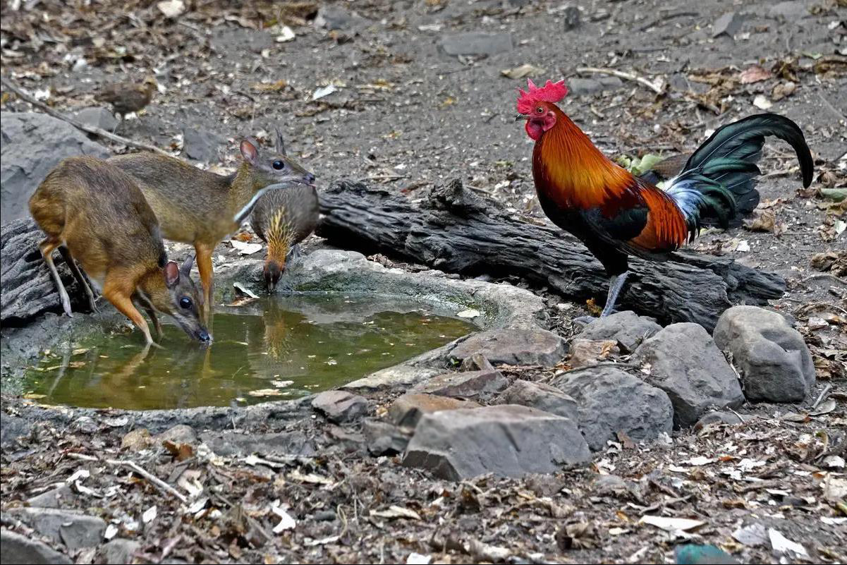 小鼷鹿：比兔子还小，下了水就不会动，云南为它修建专用大桥