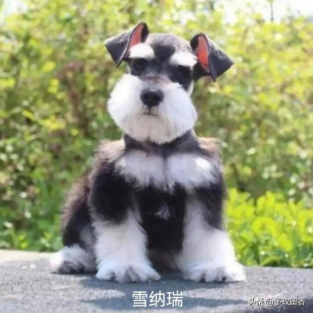 宠物狗应该怎么养详细介绍科普,宠物狗喂养及训练方法有哪些