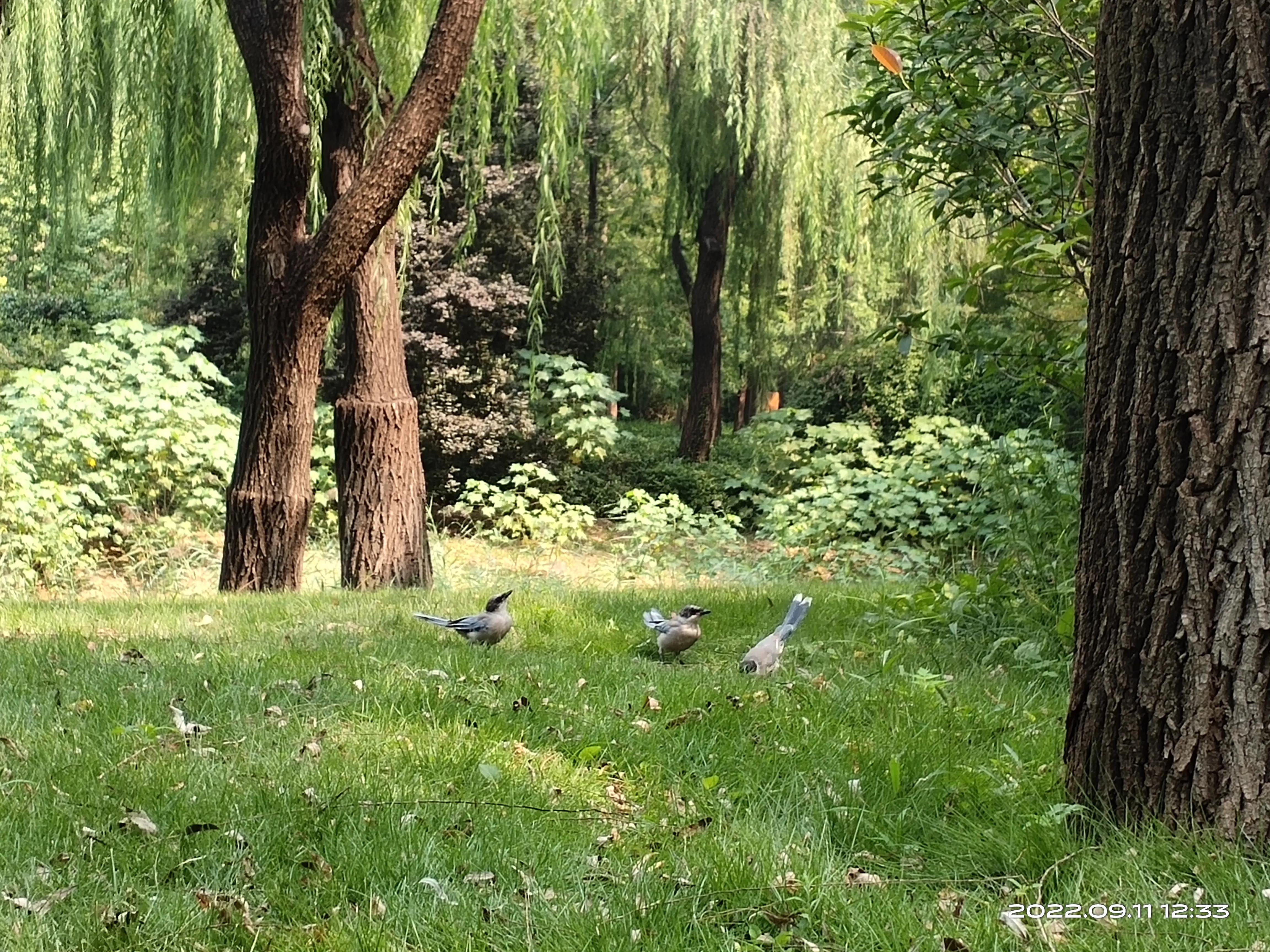 游济南森林公园作文,游济南森林公园攻略怎么写