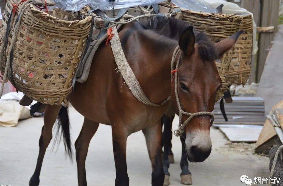 十年间扩大了十倍，晚清数千铁匠为啥移聚烟台？