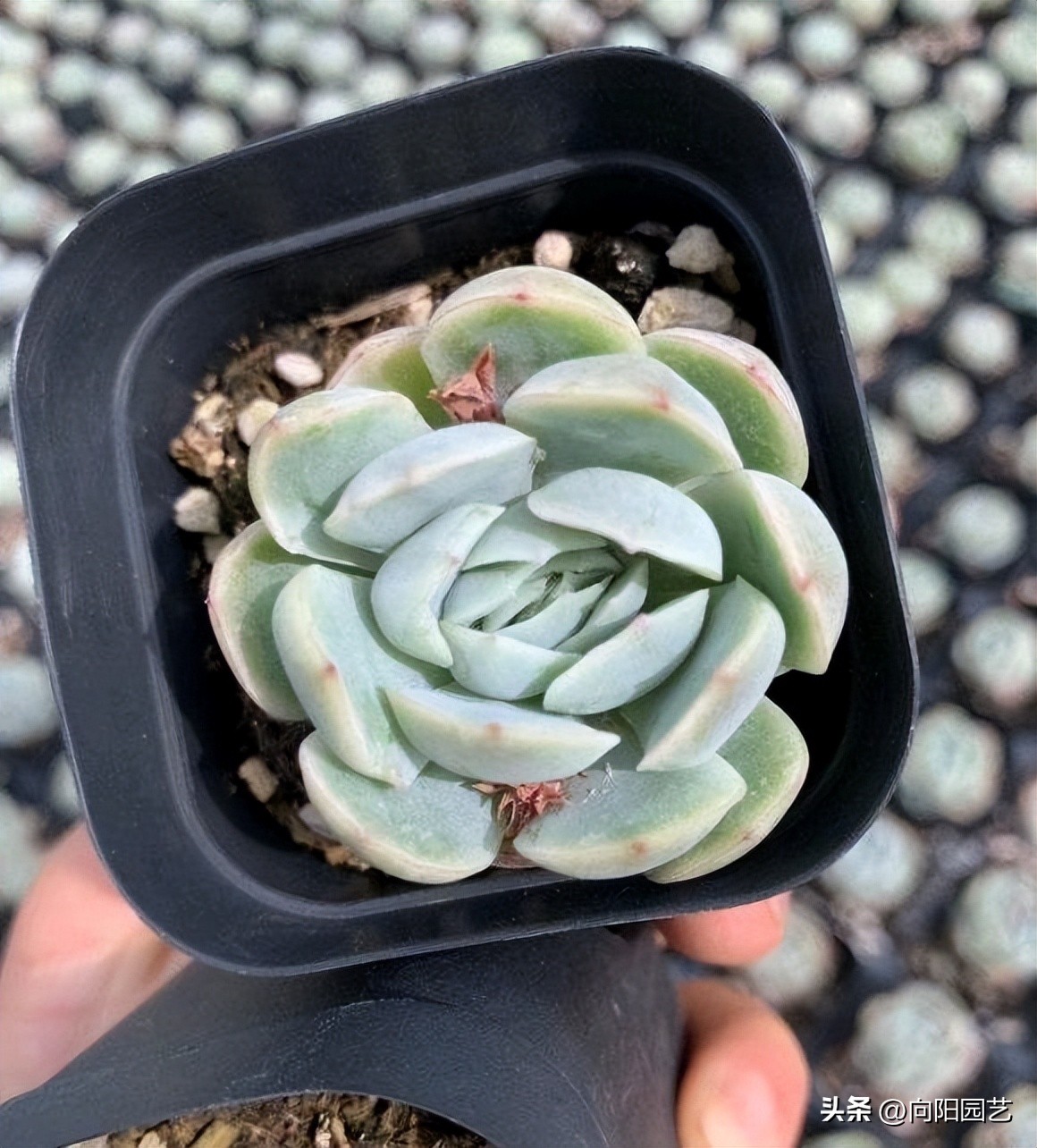 多肉花盆贵的和便宜的区别,紫砂盆和塑料盆养多肉哪个好