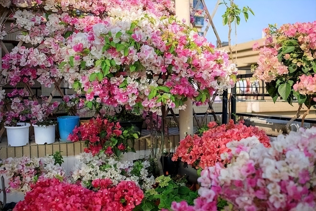 10种公认最好养的花三角梅,十种勤花三角梅