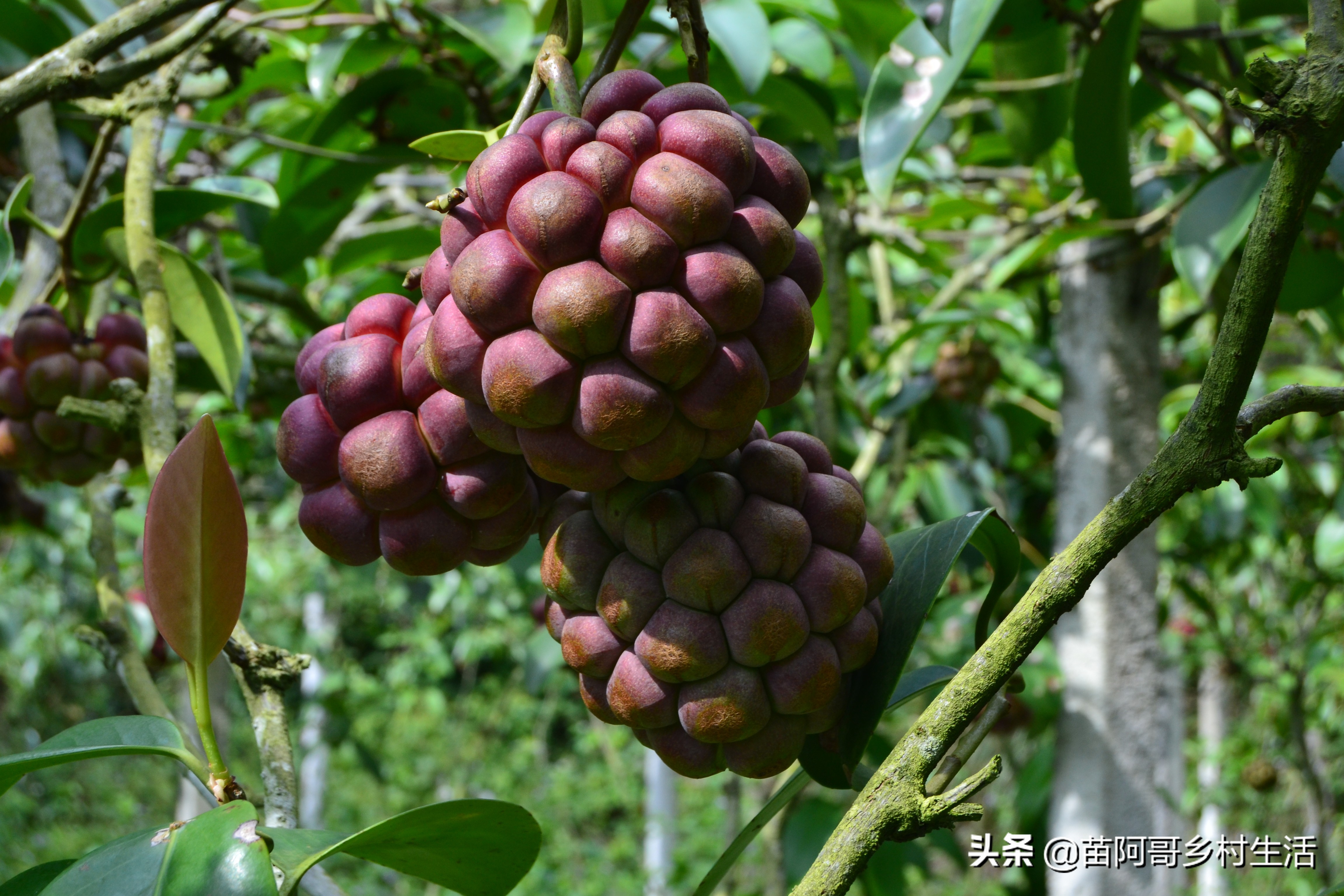 这种像葡萄一样的水果叫什么,长得像足球一样的水果