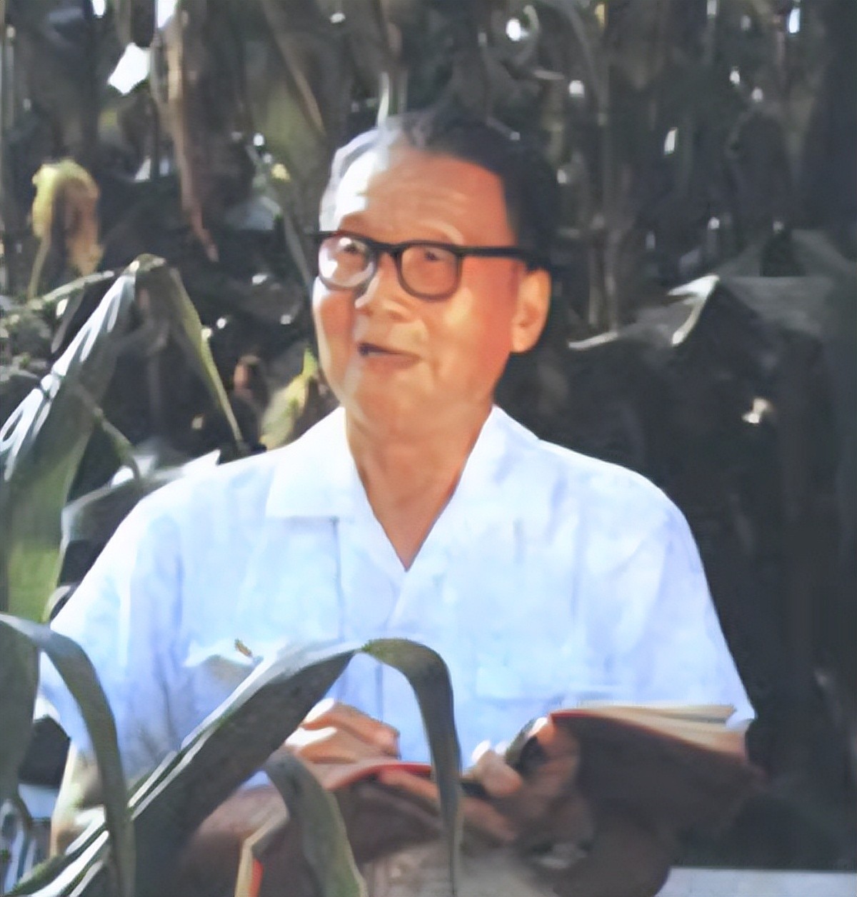 粮食安全种子安全,粮食安全种业为本