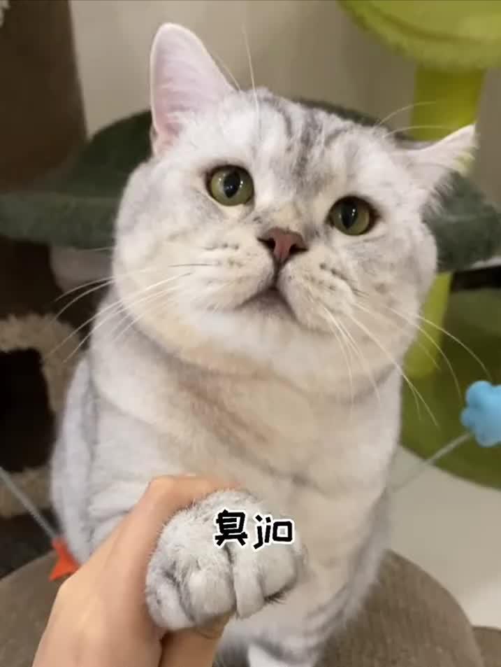 猫咪脚臭是怎么回事啊,猫咪闻脚臭是什么原因