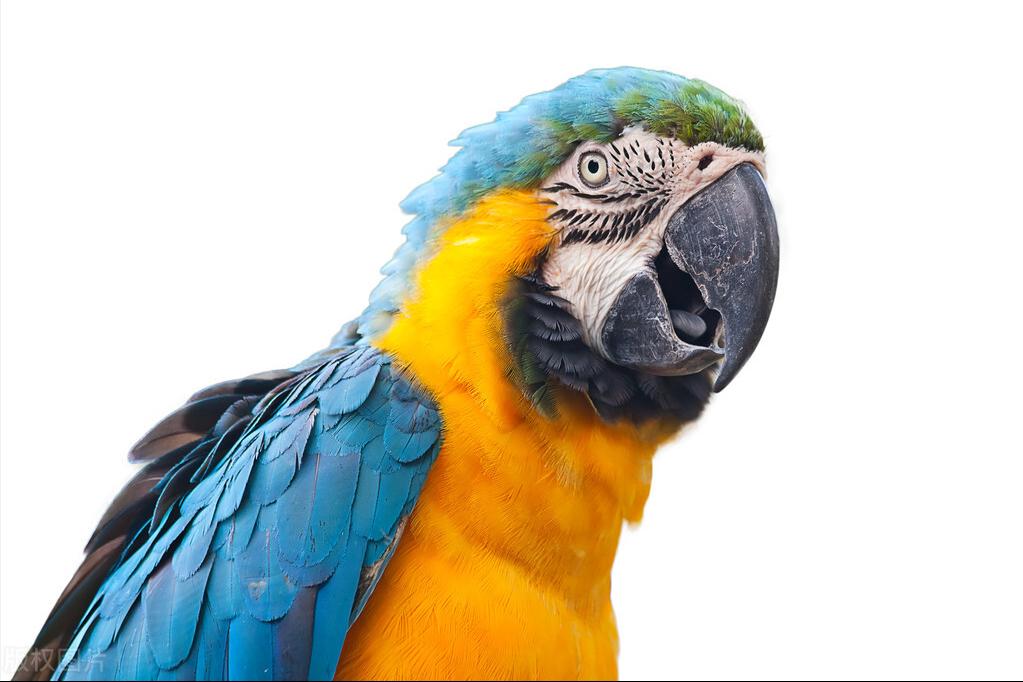 虎皮鹦鹉拉稀精神不振尾巴粘屎,玄凤鹦鹉拉稀闭眼没精神站不稳