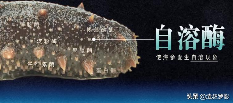 男子50元买海鲜发现是海洋活化石,一男子花10万买海参后续