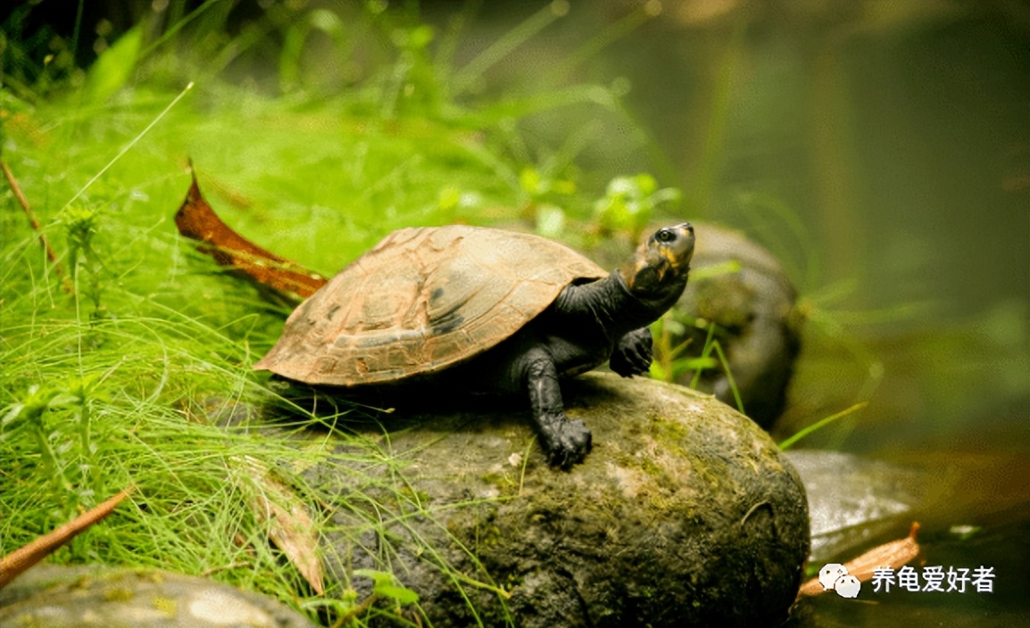新手养龟建议养多大的呀,养龟环境越简单越好