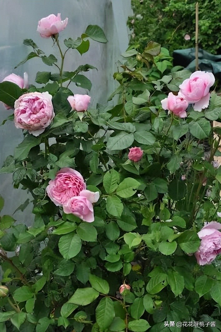 花期特别短暂开放好看的粉色月季,粉色可爱融化你的少女心月季