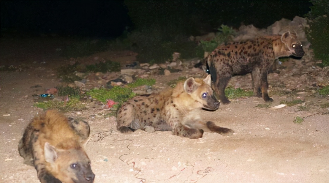 非洲爆发“人狗大战”，斑鬣狗组团袭击人类，为什么要报复我们？