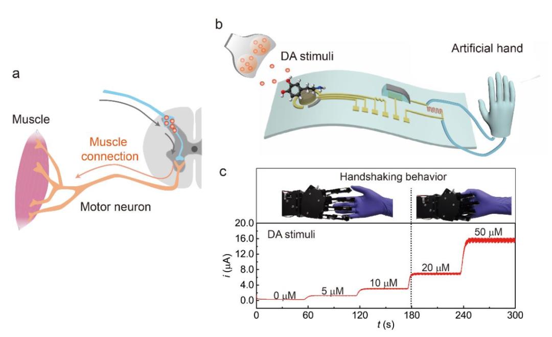 南邮与南洋理工合作项目,南邮团队研发纳米机器
