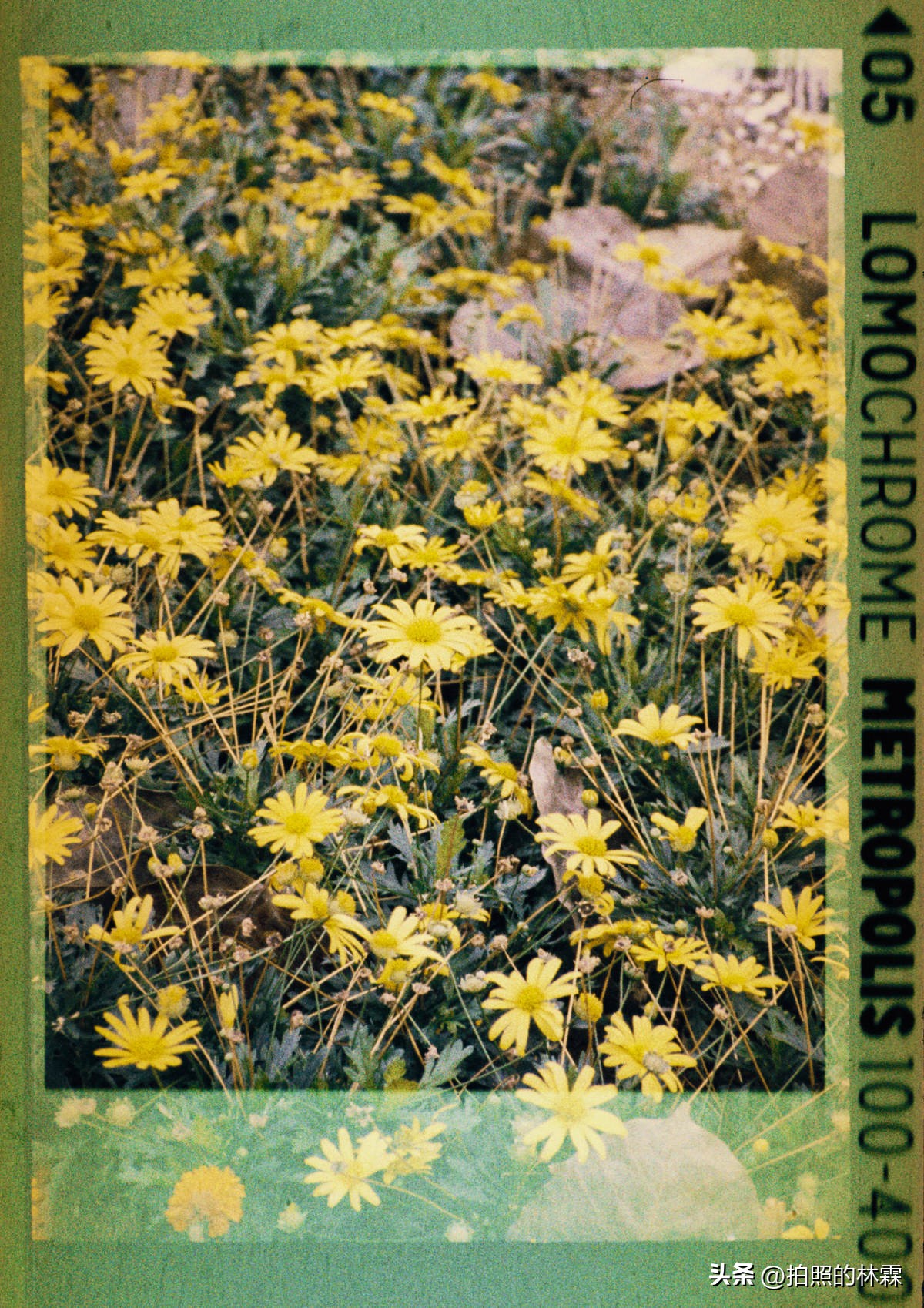 110胶卷/相机保姆级教程/相机选择/胶卷选择/冲扫店铺/实拍样片