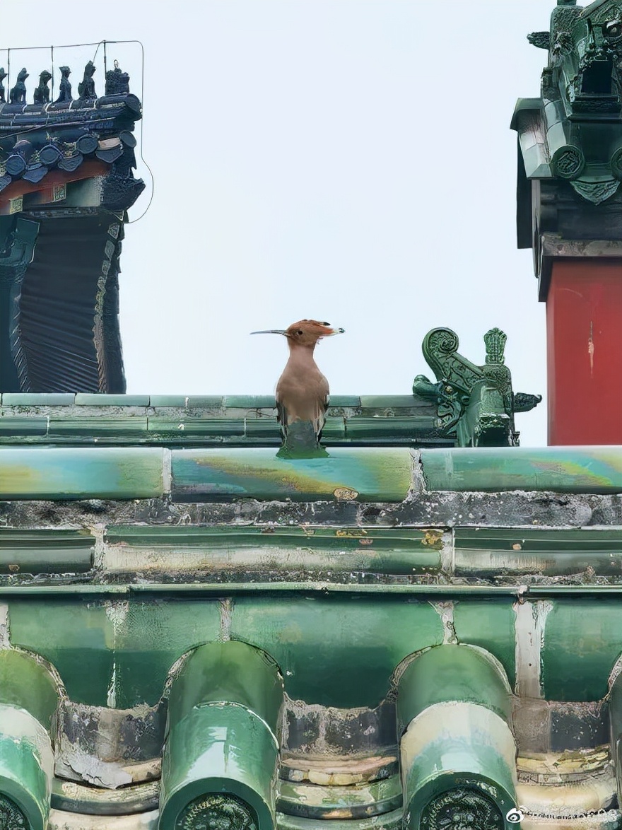 鐧鹃笩楦ｆ槬楂樻竻鍥剧墖,鐧鹃笩楦ｆ槬椋庢櫙瑙嗛