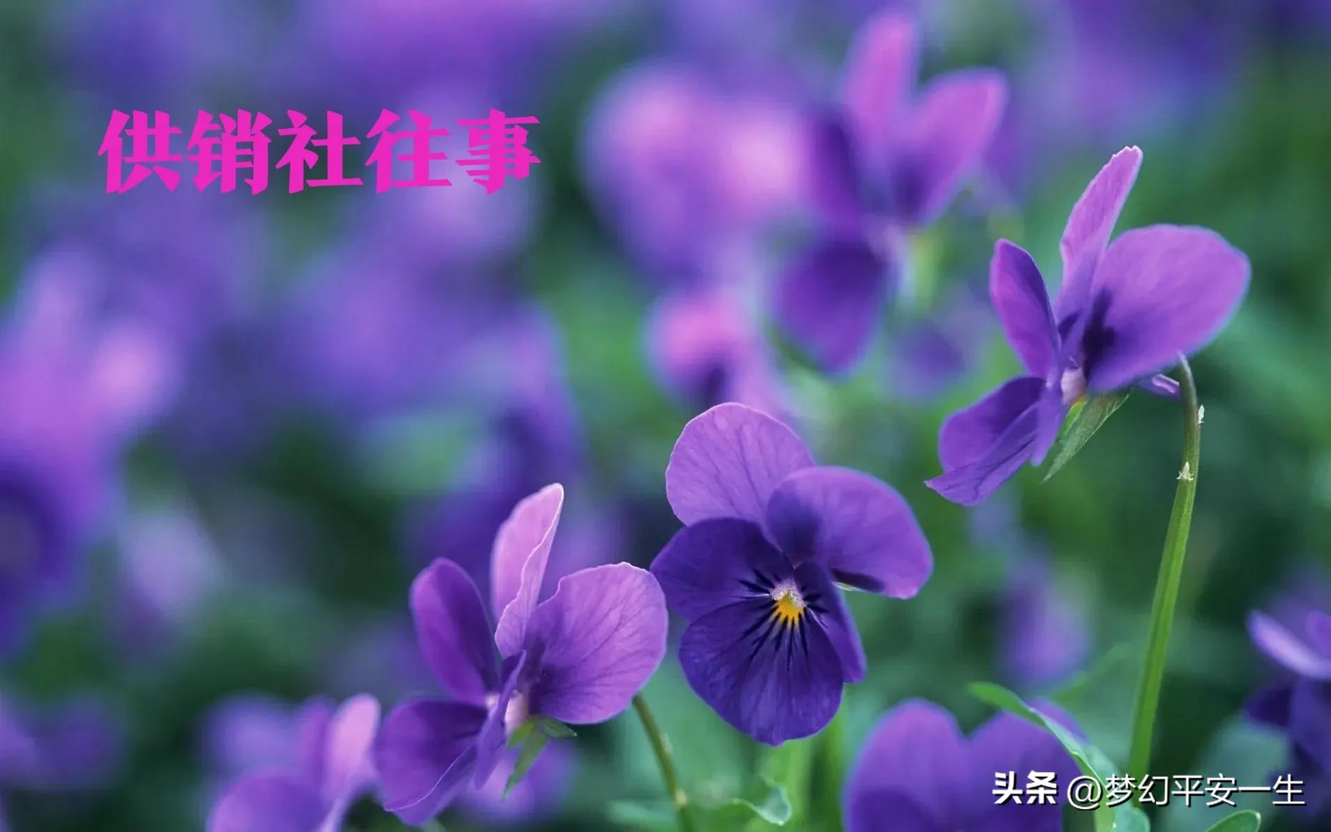 供销社出路,供销社的经历和感受