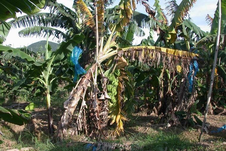 不可思议的农作物,香蕉的生长过程有多可怕