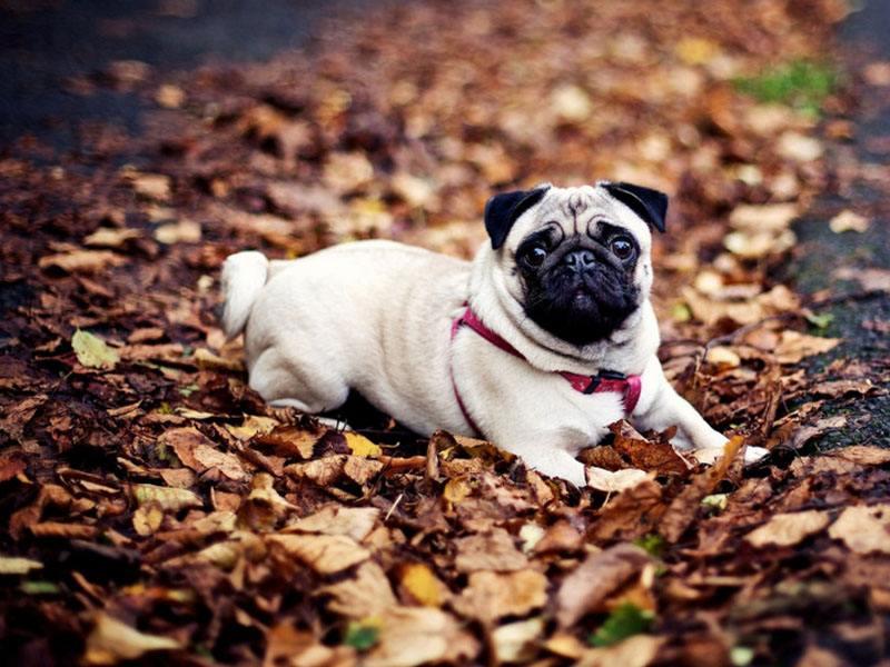 新手养狗适合养什么狗小型,养狗推荐品种小型犬便宜