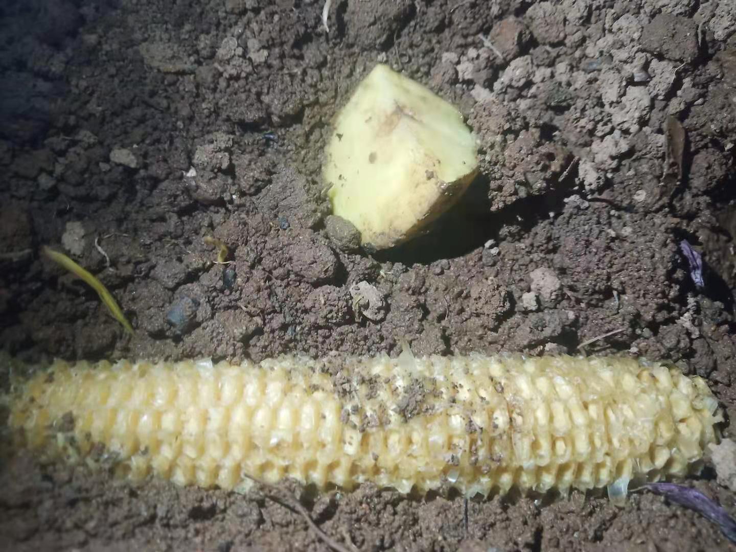 种土豆往窝里撒玉米面好吗,种土豆上面全部用锯末盖好吗