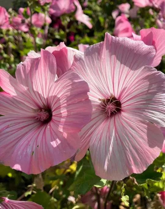 认识各种花的花名,认识各种花的名称