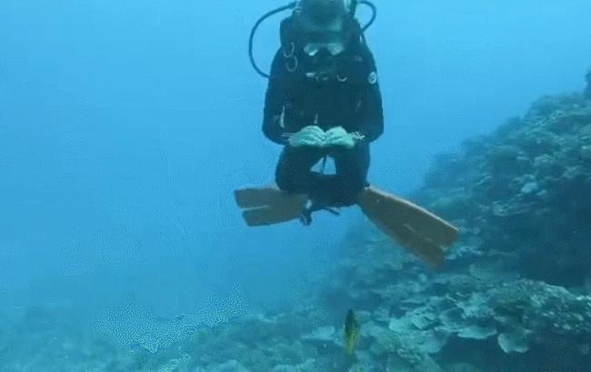 国外美女姐姐海里偶遇一只小鱼，竟引发神奇友谊！网友：前世情人