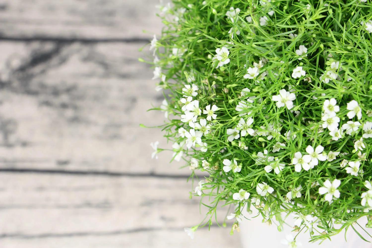 几种常见的花语,常见鲜花习性和花语