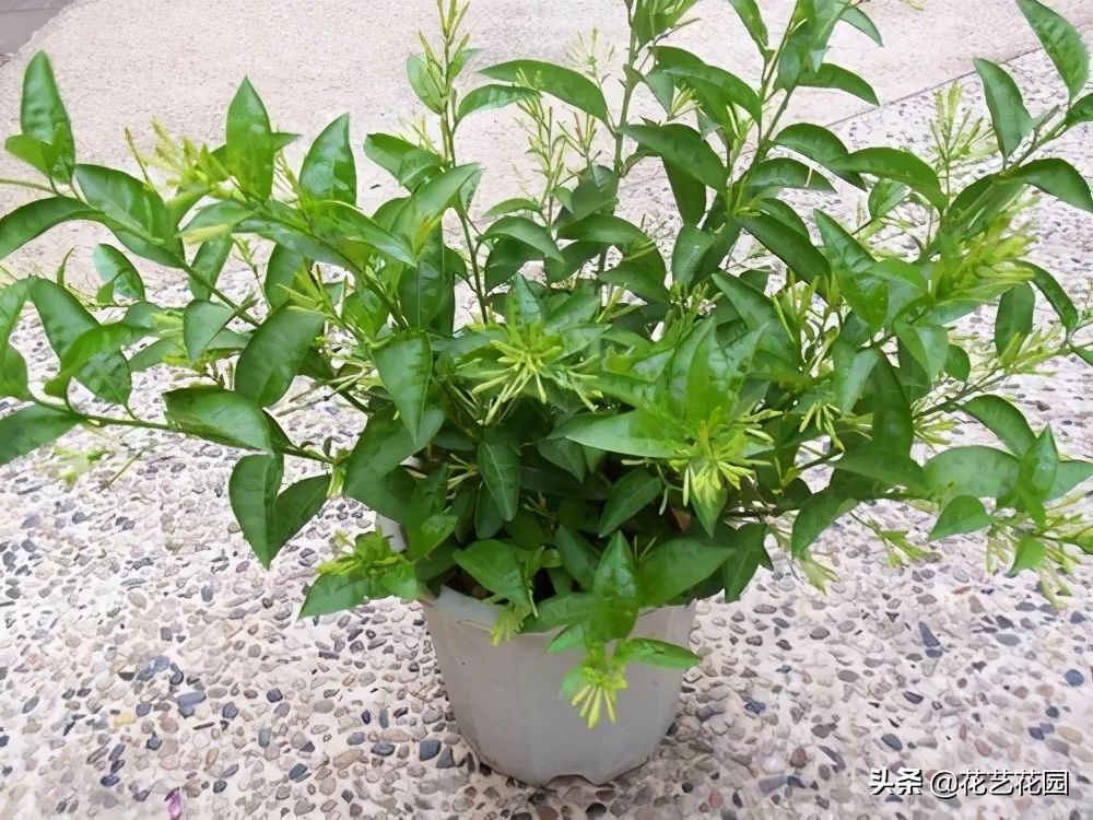 什么花有驱蚊效果适合家里养,驱蚊虫的花适合在室内养的