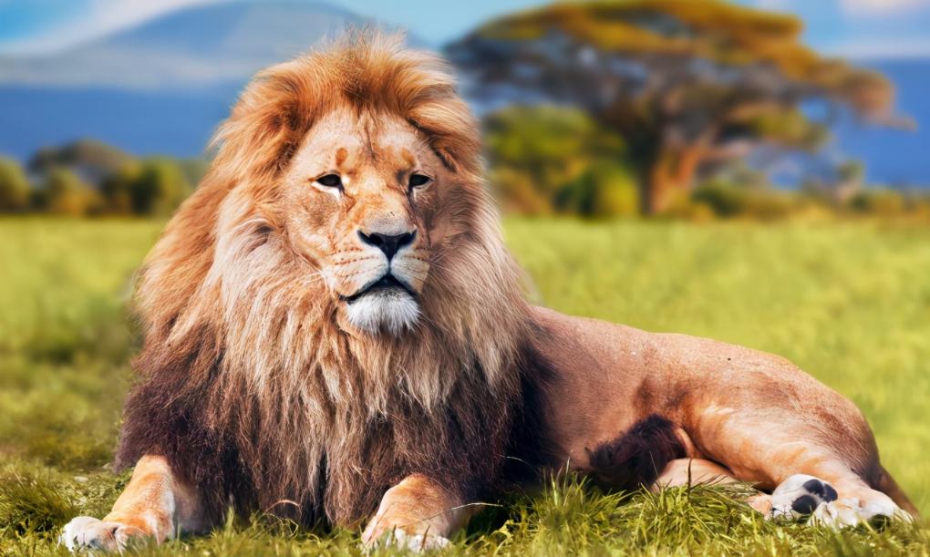 草原之王狮子怕马赛人,狮子怕马赛人还是草原霸主