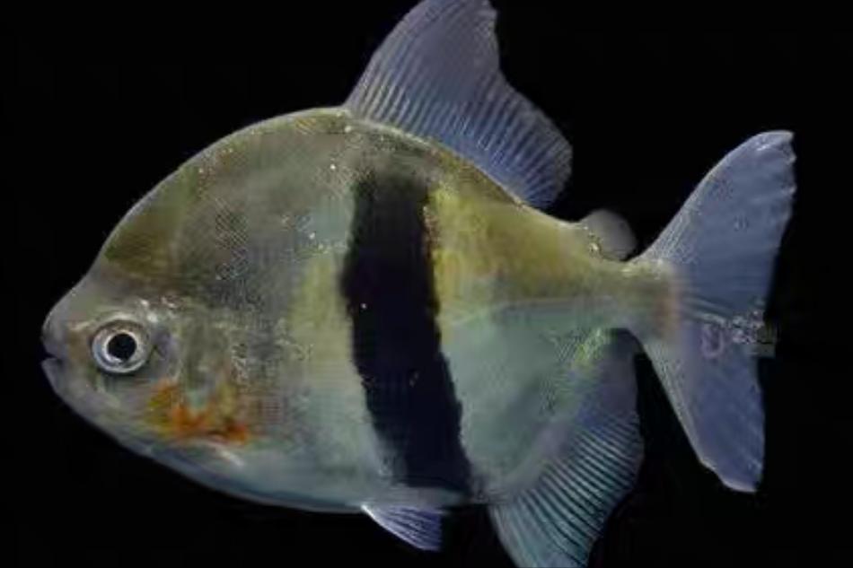 虎纹银板能和黑桃a混养么,虎纹银板鱼和黑桃a哪个好看