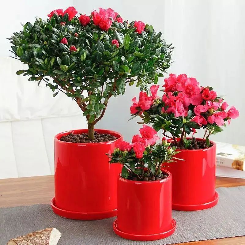 杜鹃花掉绿叶怎么办,杜鹃花只长绿叶不开花是为什么