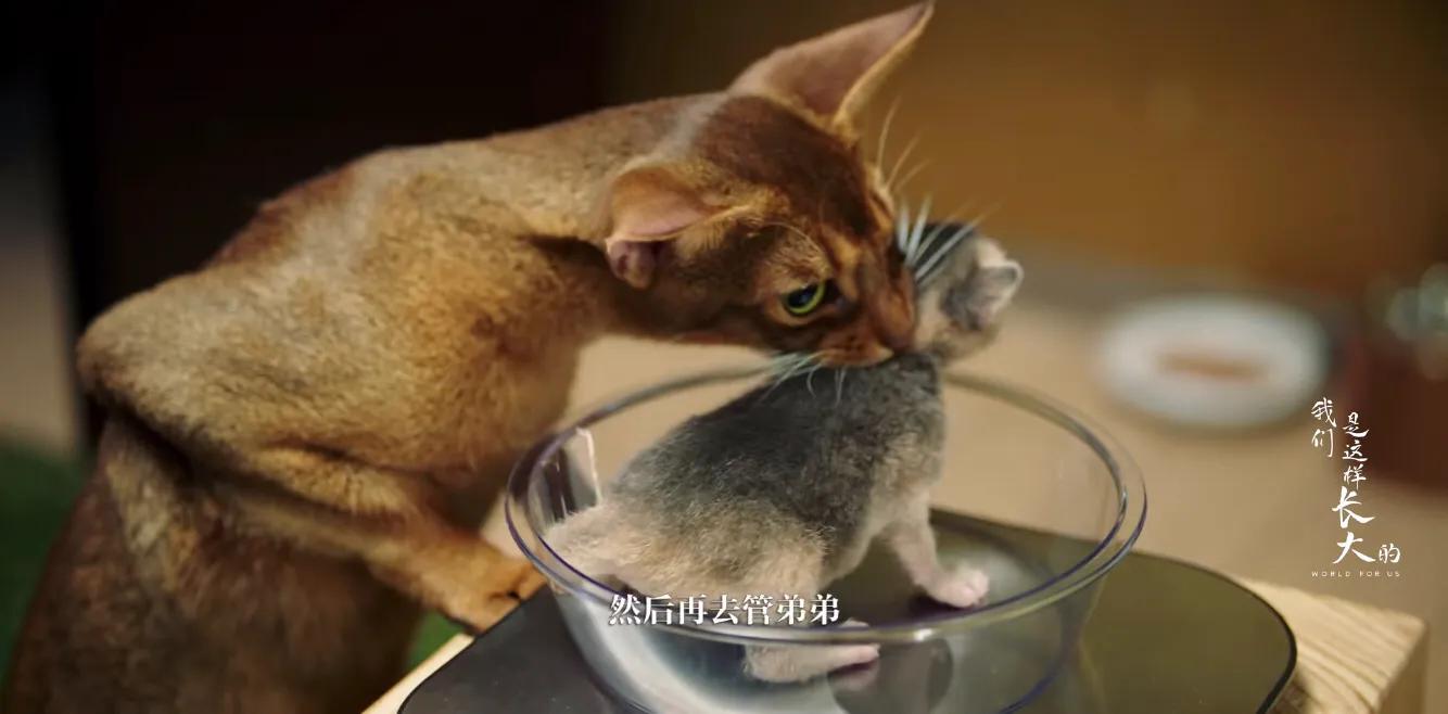 初来乍到请多安慰,初来乍到请多关照音频