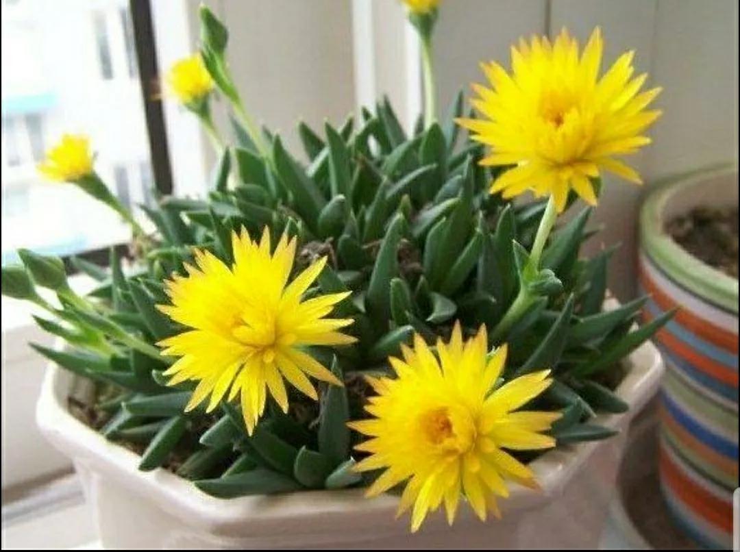 多肉植物石头开花,多肉石头花秋季