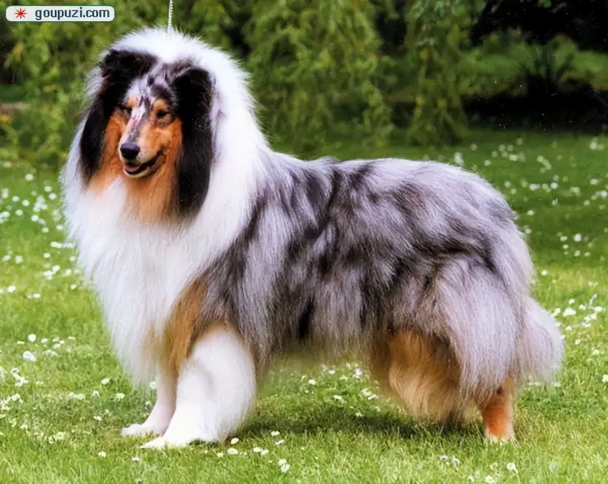 各个国家代表狗品种,各个国家的犬类动物代表