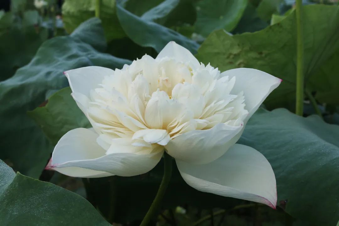 绝美的荷花品种大全图集,超好看荷花品种大型荷花