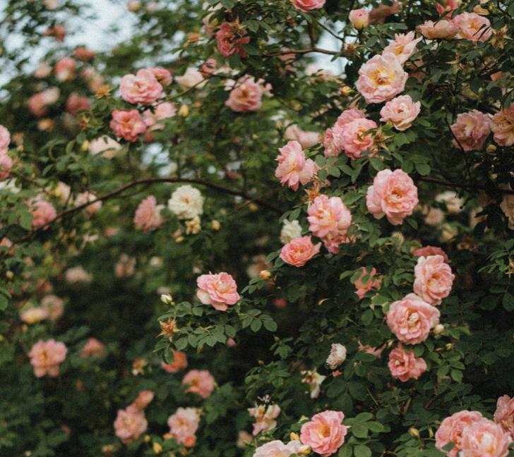 七夕节送女生什么样的礼物,七夕节送女生什么礼物比较有意义