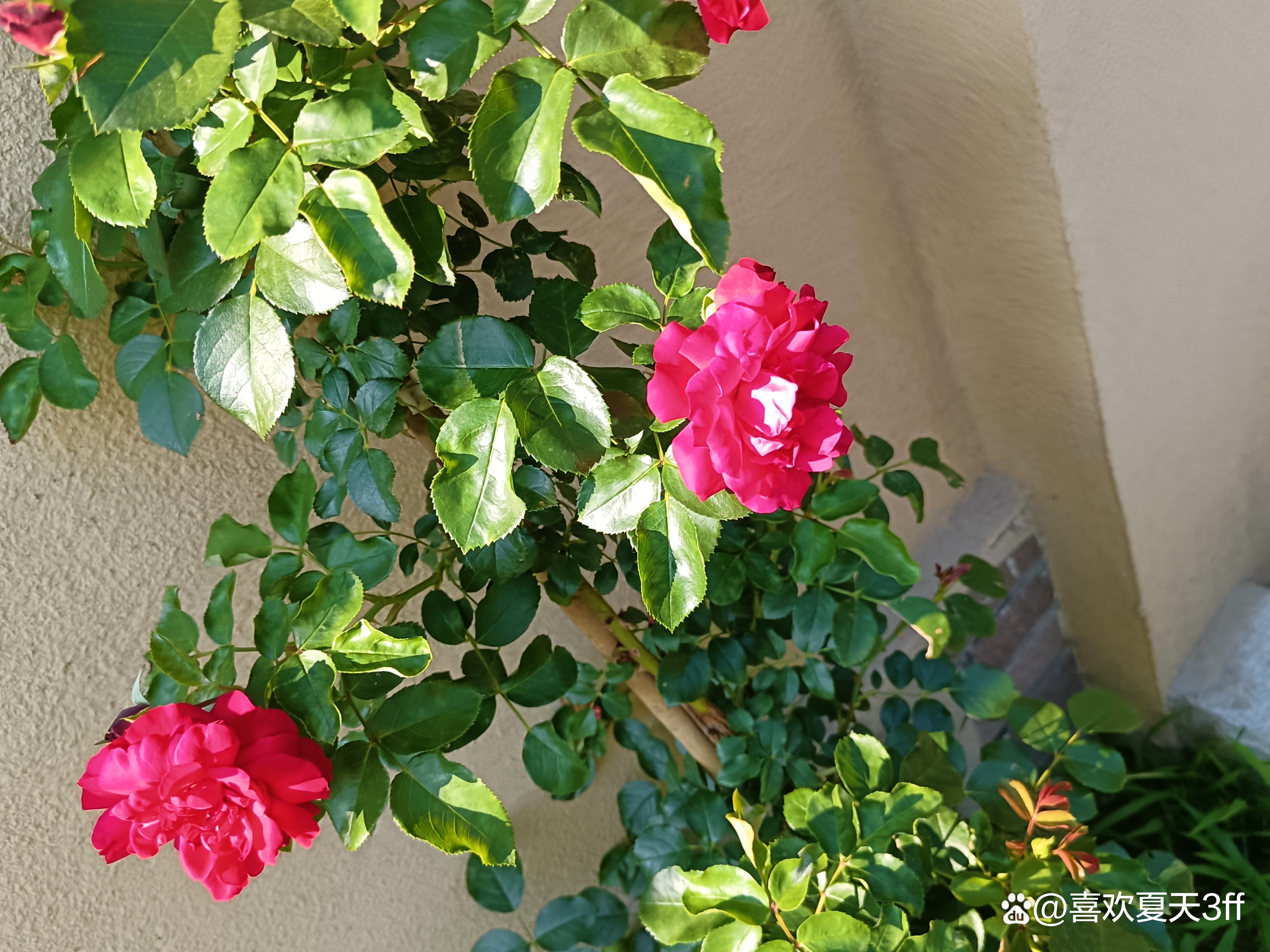 初秋时节鲜花盛开姹紫嫣红,花开初夏花香四溢