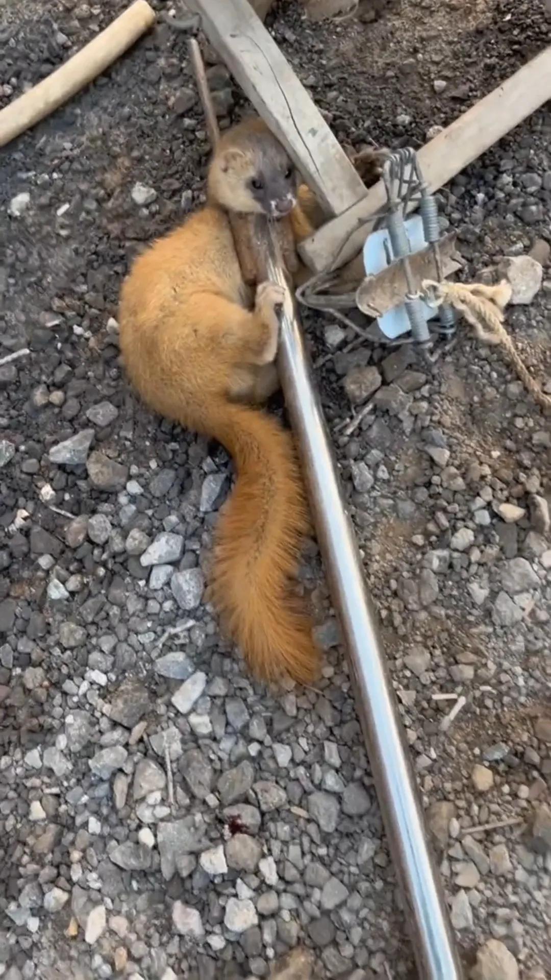 我被黄鼠狼咬伤的第一天：手指红肿，嗜睡的征兆已经出现！