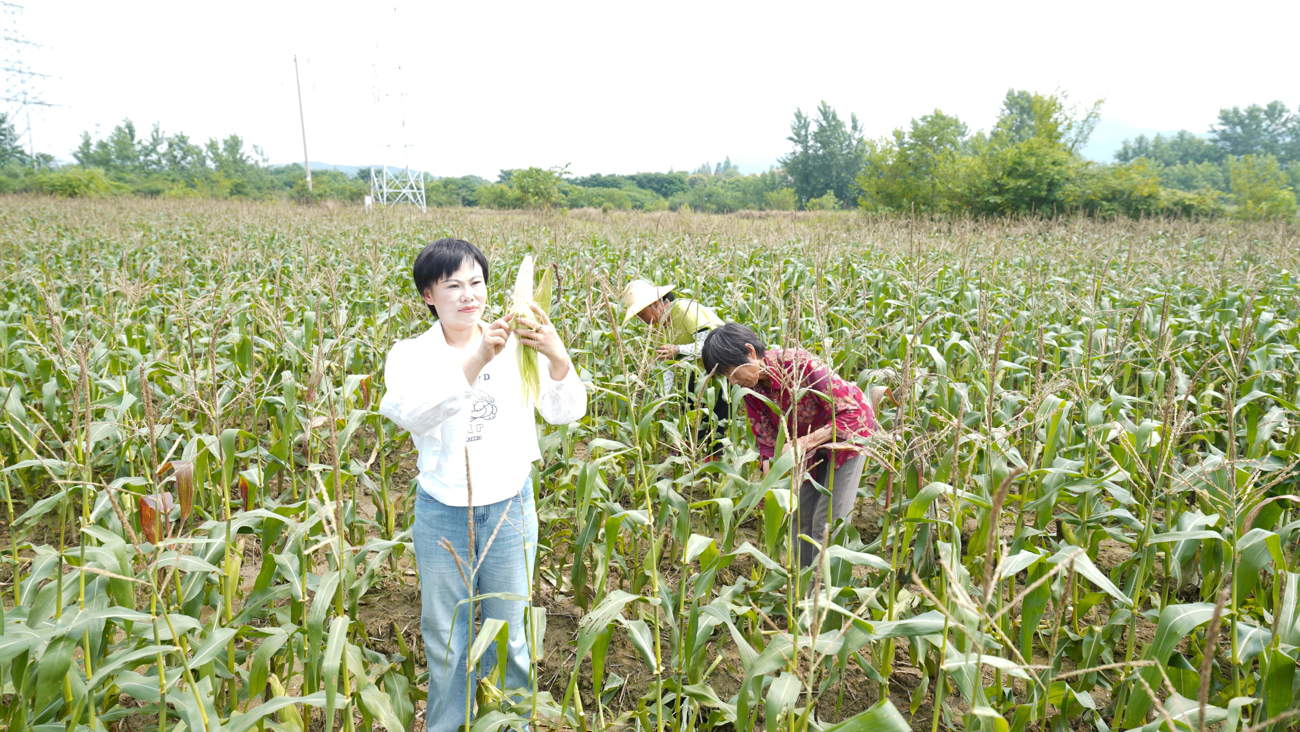 走近土专家|“藜蒿女王”聚焦中高端市场，扎根泥土实现千万年产值