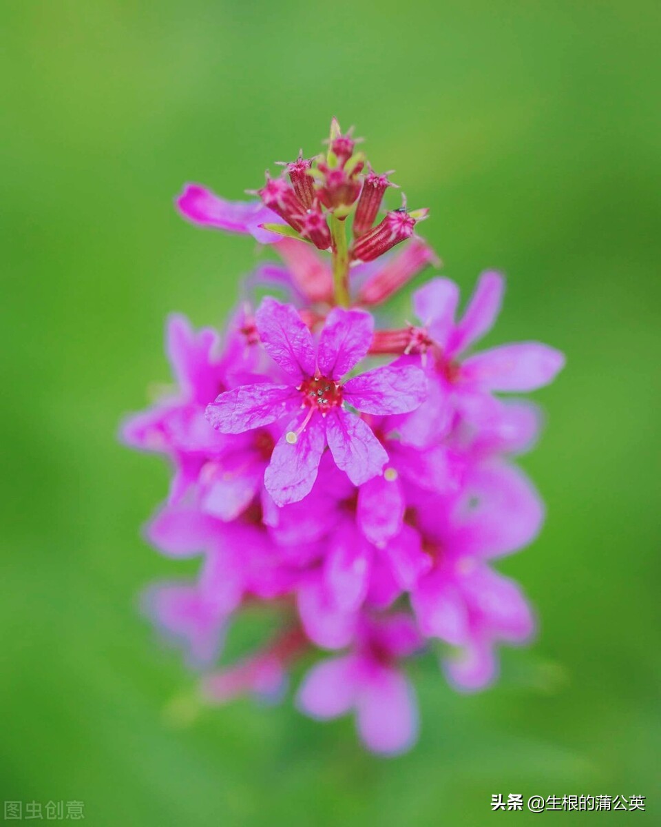 水生花卉栽培方法和技术,十种常见水生花卉