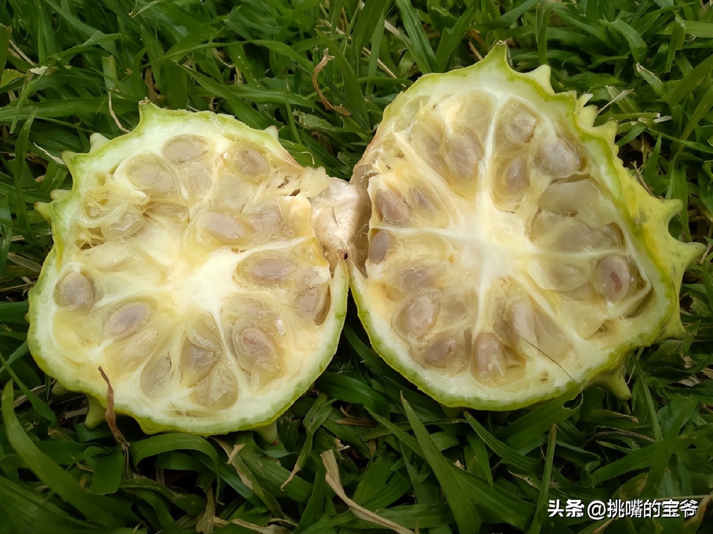 一身带刺长得像刺猬一样的西瓜，非洲沙漠中的水果——大羚羊瓜