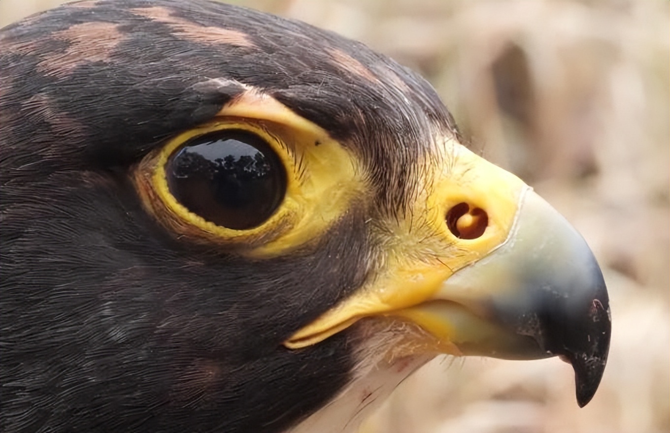 哪些鸟是猛禽,什么鸟属于猛禽