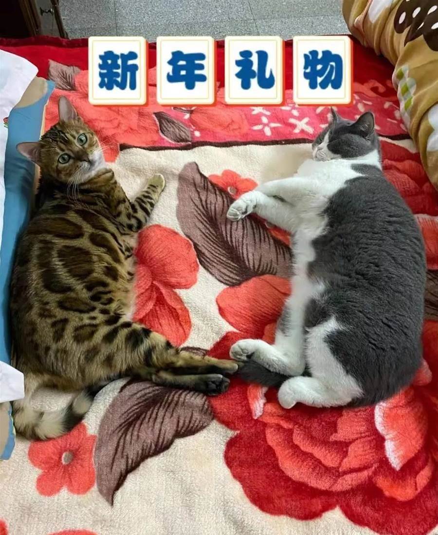 捡到一只瘦弱流浪豹猫，5个月后宠主哭了，这是一只豹猪吧