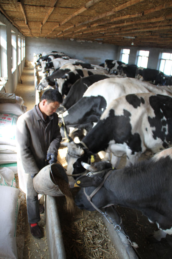 奶牛养殖场建设的标准是,奶牛养殖小区管理