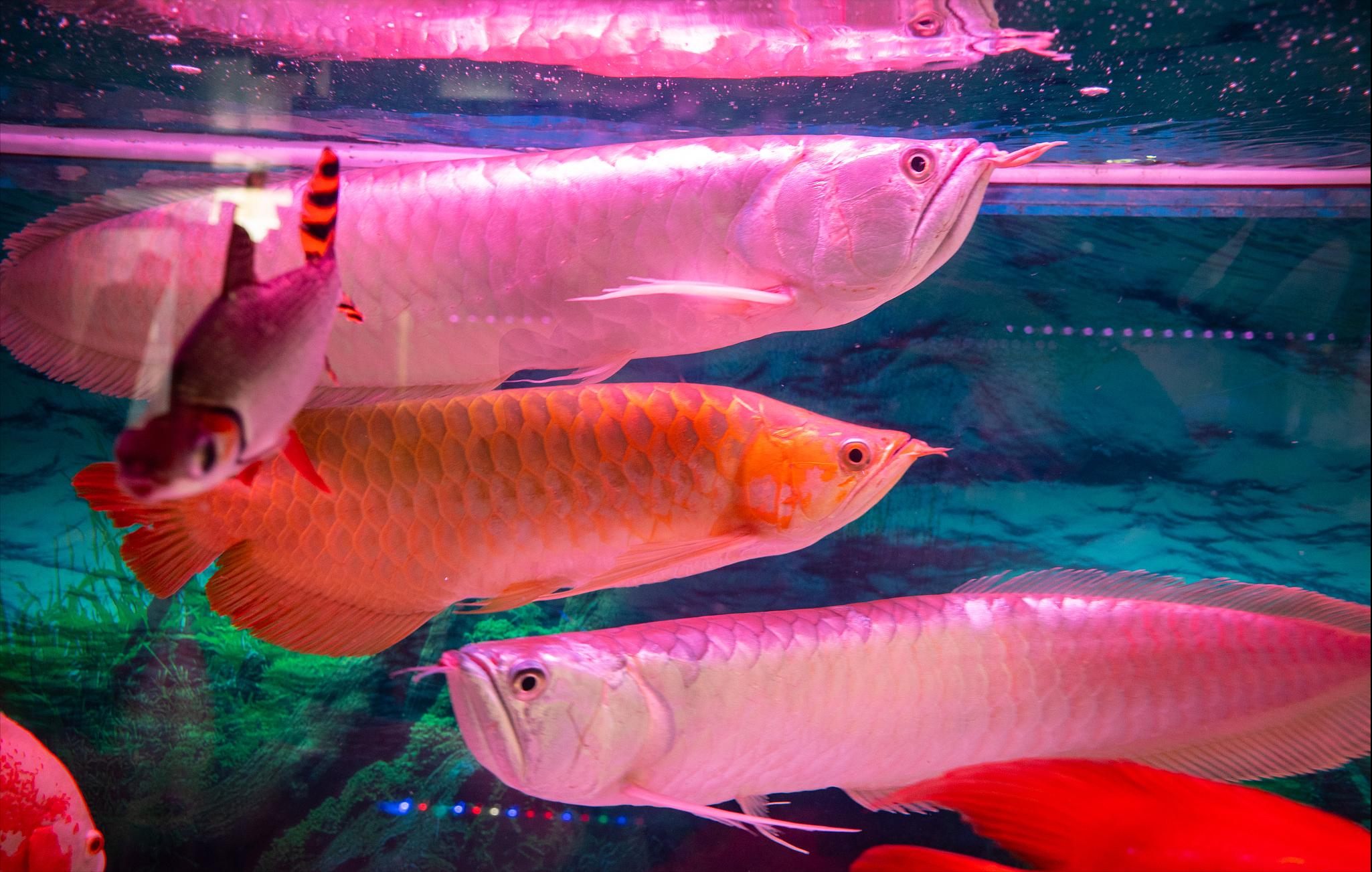 龙鱼这么贵值得养吗,龙鱼成长的全过程