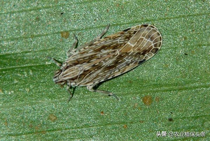 昆虫和害虫种类,昆虫和害虫的分类