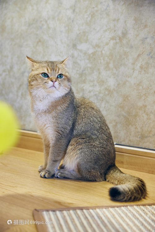 宠物猫到家注意什么问题,宠物猫打完疫苗要注意什么