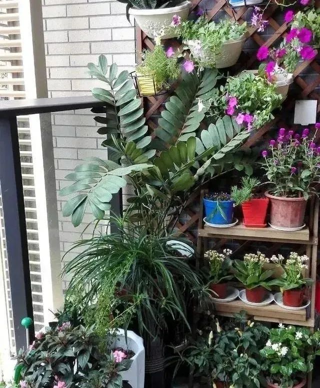 网上买花怎么样的才算不踩坑,在实体店买花好还是在网上买花好