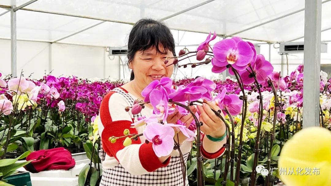 广州从化大旺兰花基地,兰花基地赏花