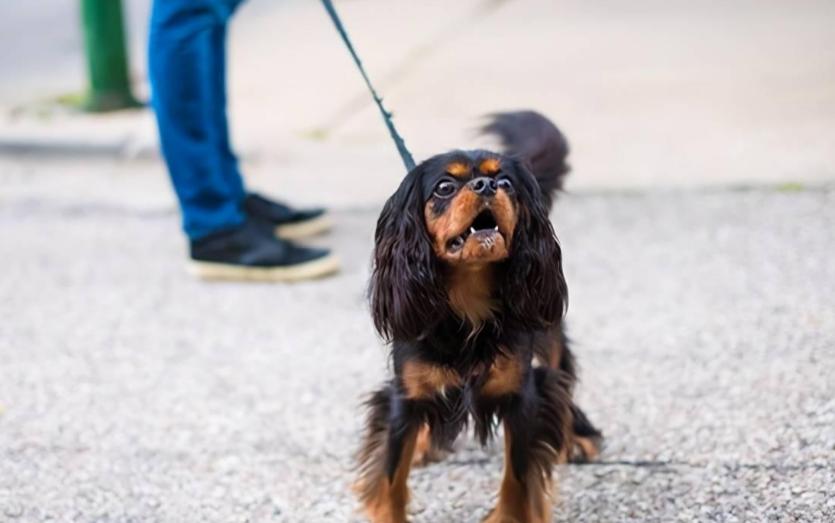 狗狗叫声的含义,狗狗的叫声像哭一样怎么回事