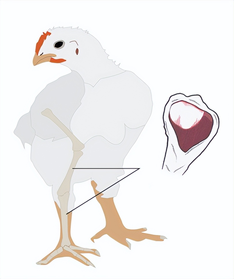 鸡有哪些疾病,鸡有炎症什么表现